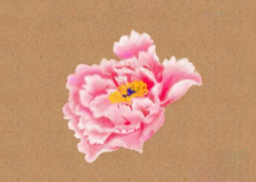 PS绘制美丽的牡丹花