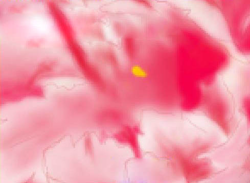 PS绘制美丽的牡丹花