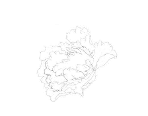 PS绘制美丽的牡丹花