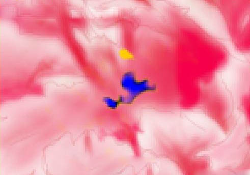 PS绘制美丽的牡丹花