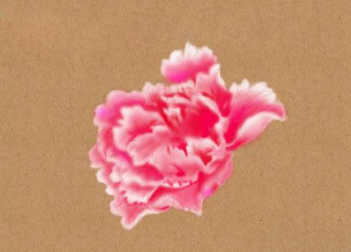 PS绘制美丽的牡丹花