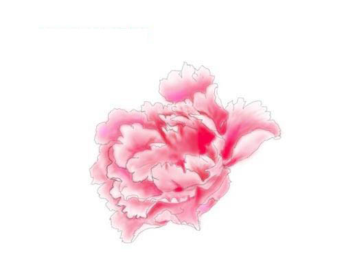 PS绘制美丽的牡丹花