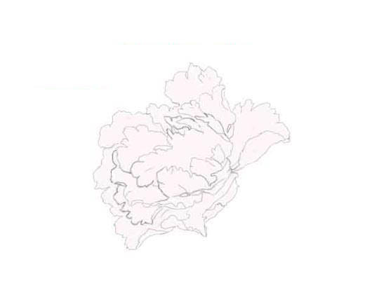 PS绘制美丽的牡丹花