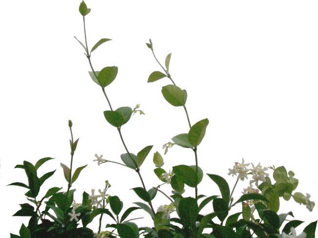 PSCS6打造绚丽春季人像海报