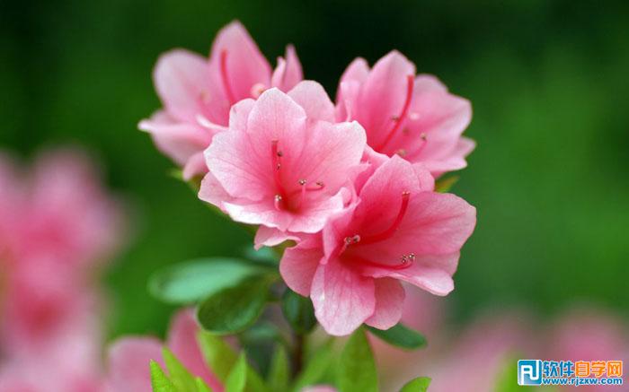 PS打造古典韵味花卉特写图片