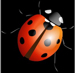 使用CDR临摹绘制精致的瓢虫