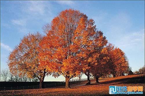 用PS通道给繁密的树支抠出背景教程