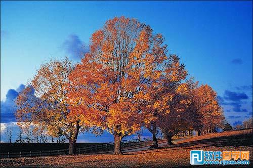 用PS通道给繁密的树支抠出背景教程