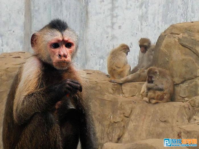 PS找出抠取毛发的最佳方法