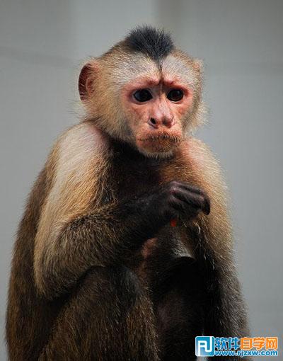 PS找出抠取毛发的最佳方法