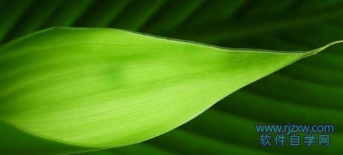 用PS手绘叶子上面晶莹透明的水珠