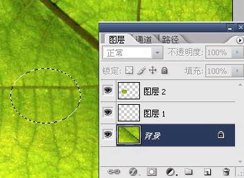 用Photoshop给树叶添加晶莹的水珠实例