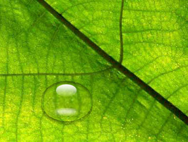 用Photoshop给树叶添加晶莹的水珠实例