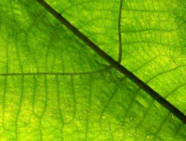 用Photoshop给树叶添加晶莹的水珠实例