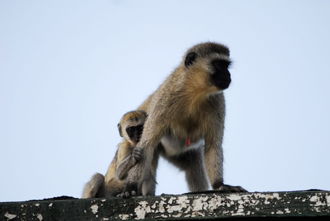 用Photoshop制作保护环境的宣传海报