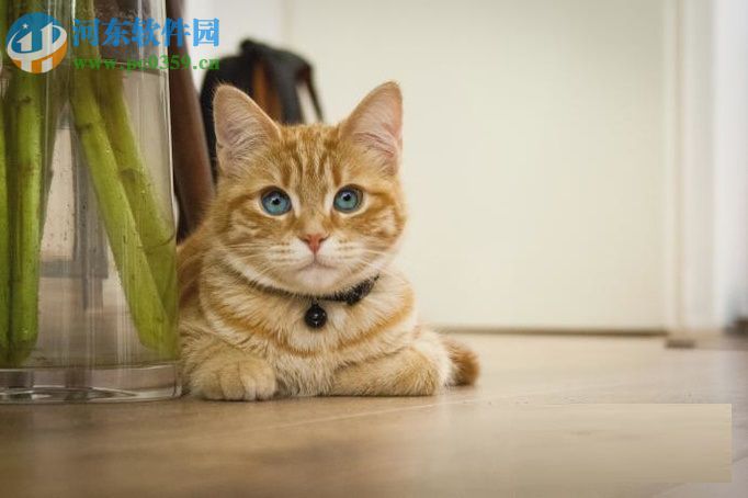 PS案例：给动物替换人类眼睛的教程