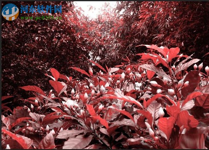 利用PS将绿叶变红叶的方法