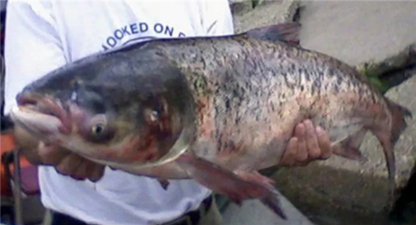 亚洲鲤鱼泛滥成灾 美国人被逼开发成Copi美食：可做汉堡等