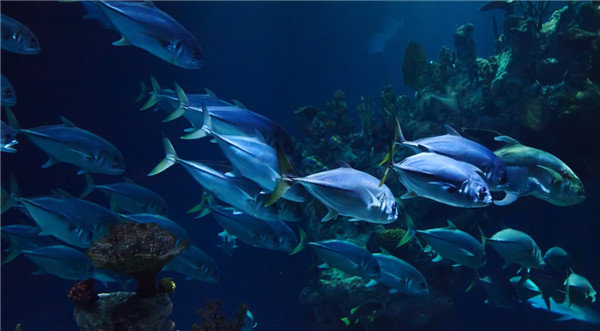 超标180倍 福岛核电站附近发现“辐射鱼” 海底可能已污染