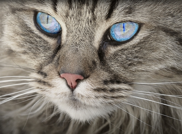 超30万只猫死亡!猫冠状病毒蔓延 致死率达90%